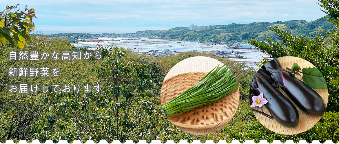 自然豊かな高知から新鮮野菜をお届けしております 