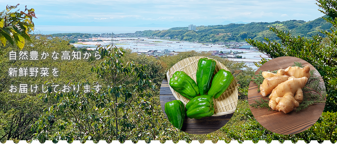 自然豊かな高知から新鮮野菜をお届けしております 